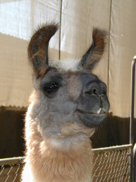 19_llama_before.jpg